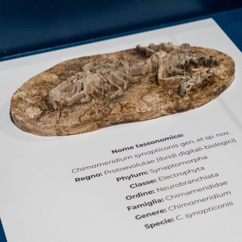 Deeptime by Jerry Galle. Prompting the Real exhibition, November 15&ndash;16, 2025, Museo di Palazzo Poggi, Bologna. Photo by Giacomo Cappella I Sineglossa (8577)