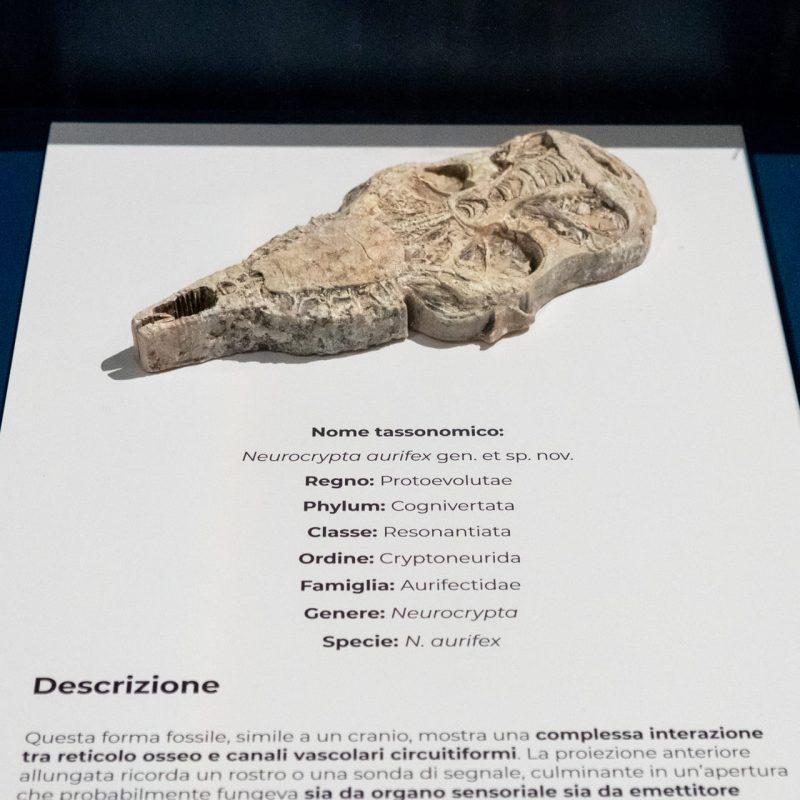 Deeptime by Jerry Galle. Prompting the Real exhibition, November 15&ndash;16, 2025, Museo di Palazzo Poggi, Bologna. Photo by Giacomo Cappella I Sineglossa (8581)