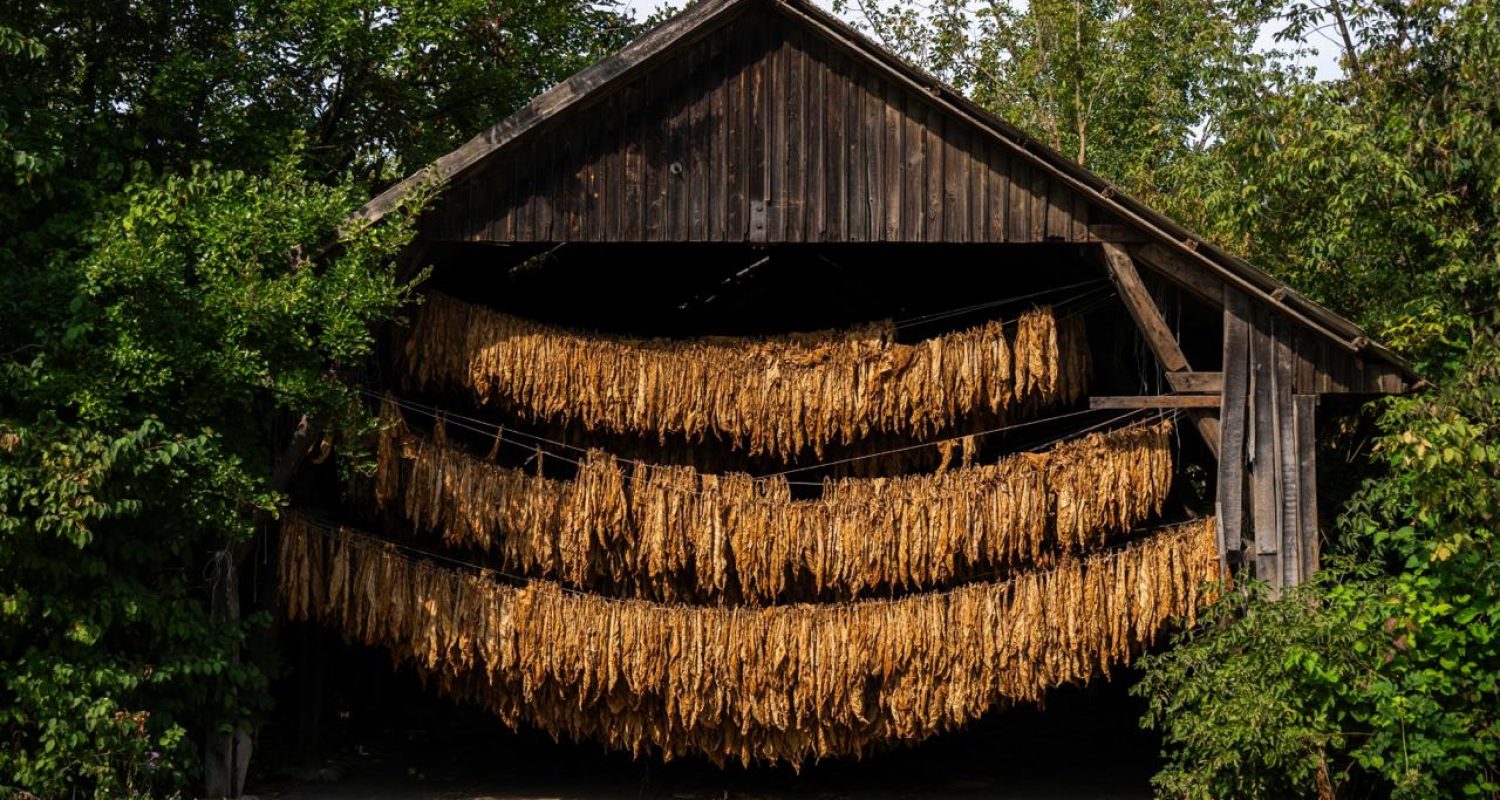 Discovery Guide — photo from the art residency in Ukraine, September 2025 - essiccatoio di tabacco 2