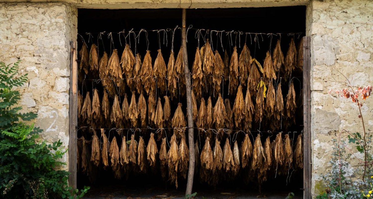 Discovery Guide — photo from the art residency in Ukraine, September 2025 - essiccatoio di tabacco 3